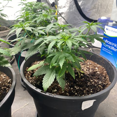 Gusheshe growlog photo: #2