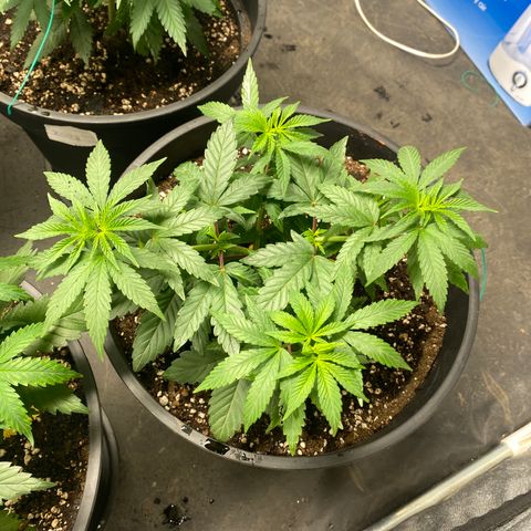 Gusheshe growlog photo: #2