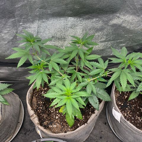 Gusheshe growlog photo: #1