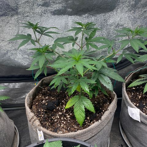 Gusheshe growlog photo: #1