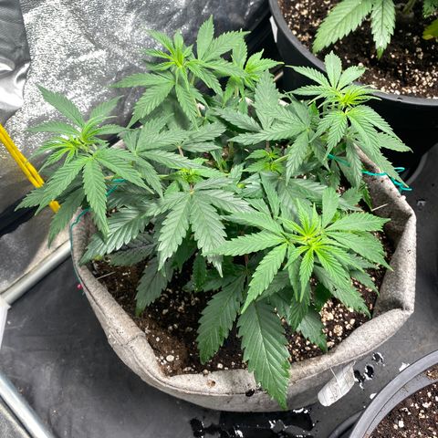 Blunicorn Sherbet growlog photo: #1