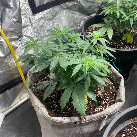 Blunicorn Sherbet growlog photo: #1