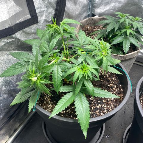 Blunicorn Sherbet growlog photo: #2