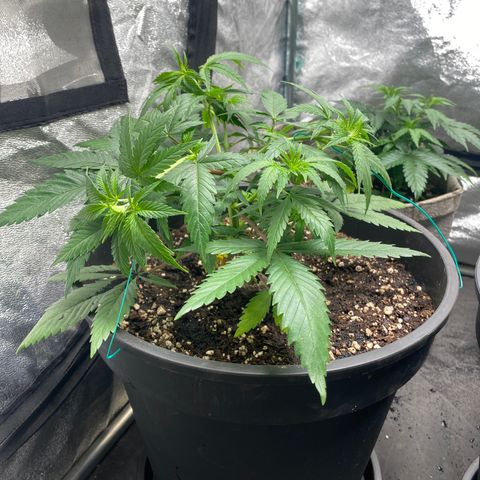 Blunicorn Sherbet growlog photo: #2