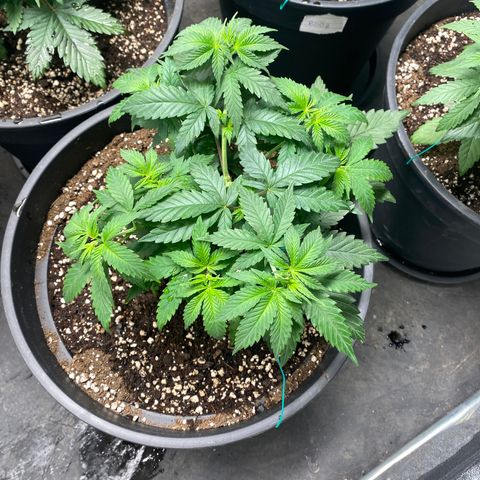 Black Dosidos growlog timeline photo