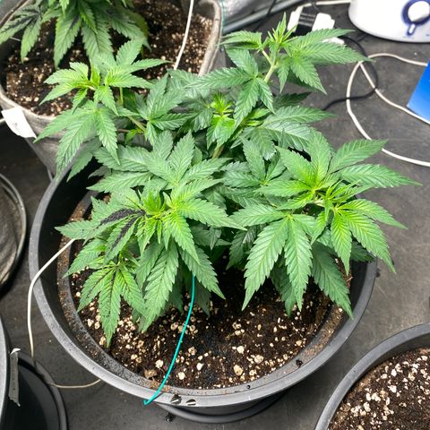 Black Dosidos growlog timeline photo
