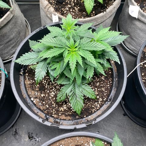 Black Dosidos growlog timeline photo