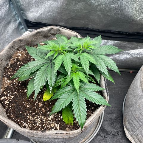 Black Dosidos growlog timeline photo