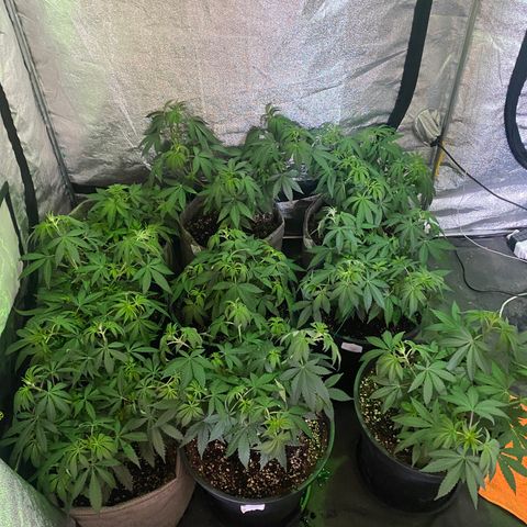 Blunicorn Sherbet growlog timeline photo