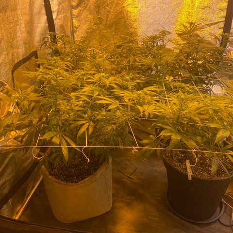 Blunicorn Sherbet growlog timeline photo