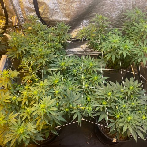 Blunicorn Sherbet growlog timeline photo