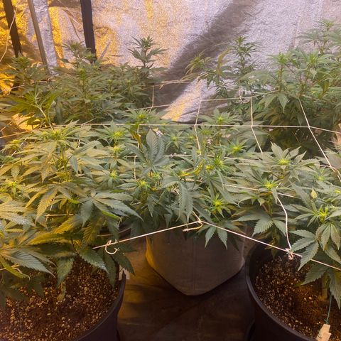 Blunicorn Sherbet growlog timeline photo