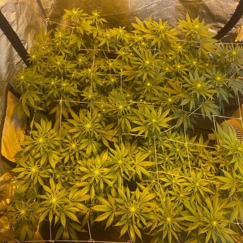 Blunicorn Sherbet growlog timeline photo