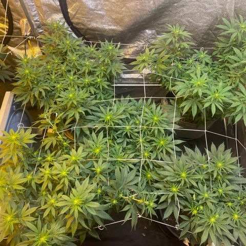 Blunicorn Sherbet growlog timeline photo