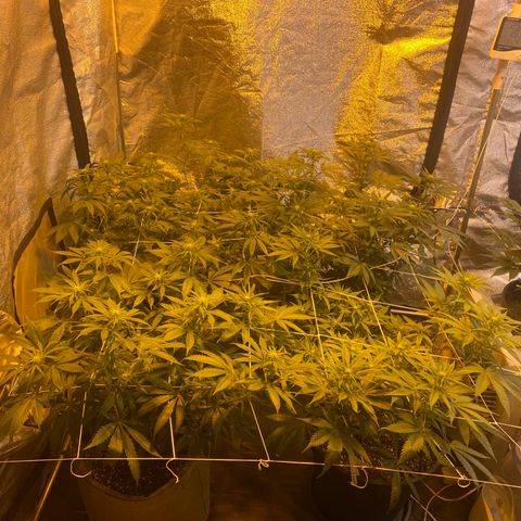 Blunicorn Sherbet growlog timeline photo