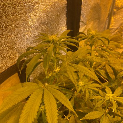 Blunicorn Sherbet growlog timeline photo
