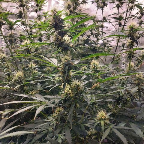 Auto Great White Shark growlog photo: Half strength on tiger Bloom, fed with cal mag, big bloom, and Root drench