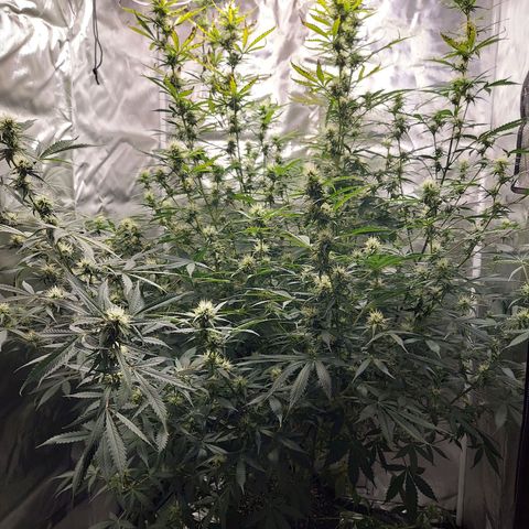 Auto Great White Shark growlog photo: Half strength on tiger Bloom, fed with cal mag, big bloom, and Root drench