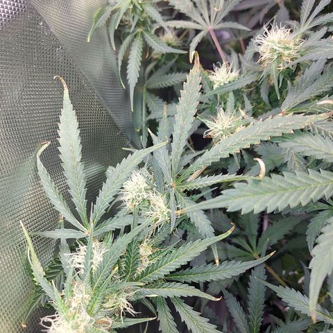 Auto Great White Shark growlog timeline photo