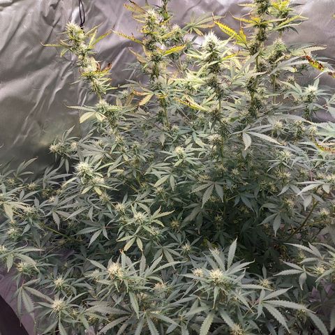Auto Great White Shark growlog timeline photo
