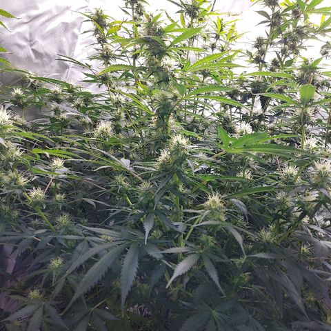 Auto Great White Shark growlog timeline photo