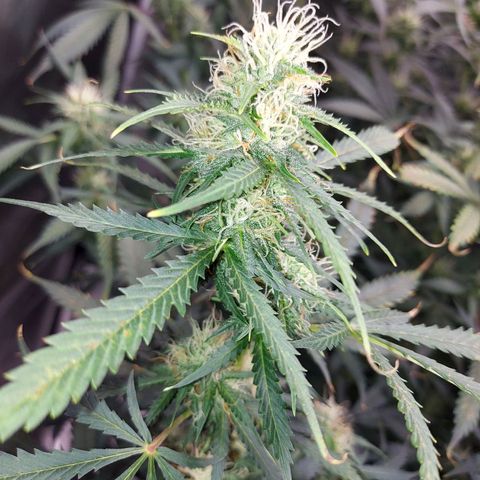 Auto Great White Shark growlog timeline photo