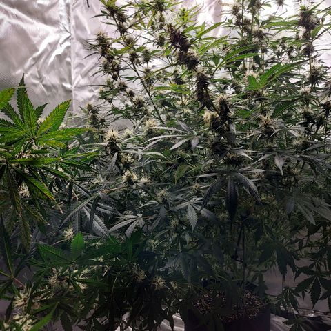 Auto Great White Shark growlog timeline photo