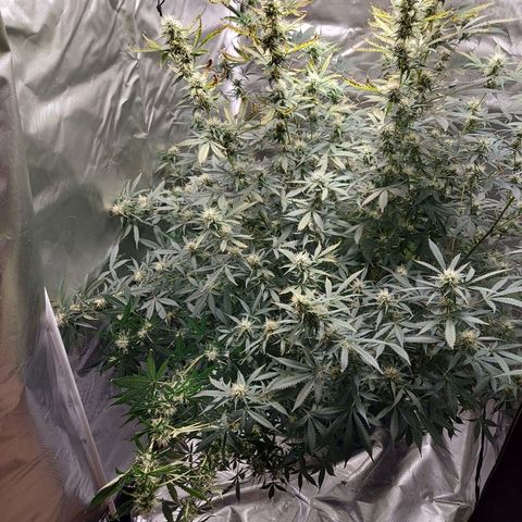 Auto Great White Shark growlog timeline photo