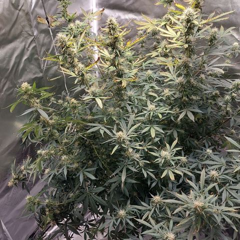 Auto Great White Shark growlog timeline photo