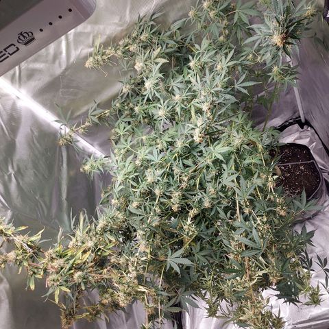 Auto Great White Shark growlog timeline photo
