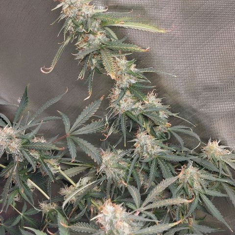 Auto Great White Shark growlog timeline photo