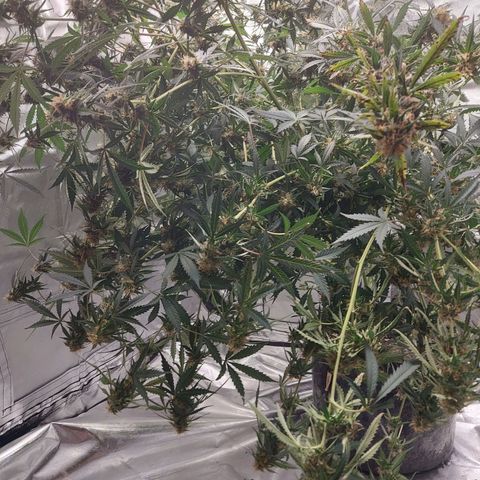 Auto Great White Shark growlog timeline photo