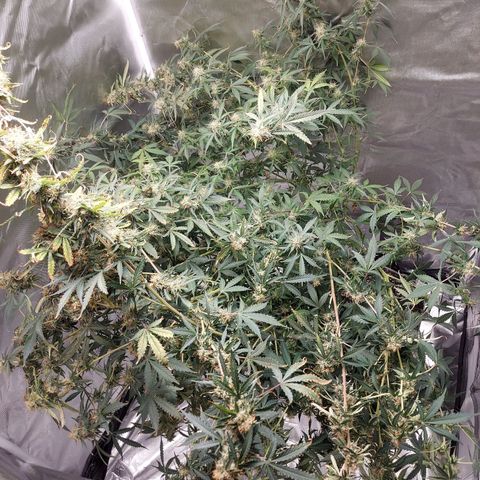 Auto Great White Shark growlog timeline photo