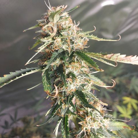 Auto Great White Shark growlog timeline photo