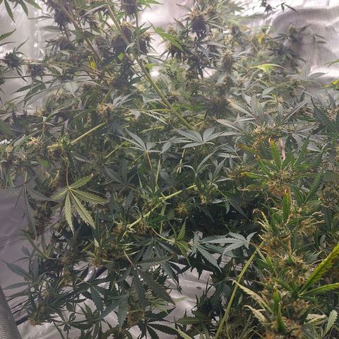 Auto Great White Shark growlog timeline photo