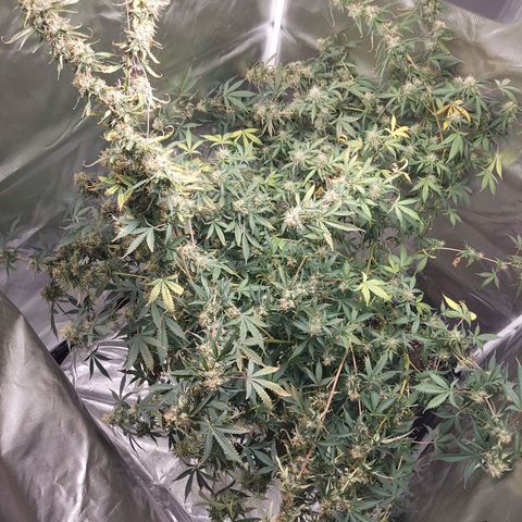 Auto Great White Shark growlog timeline photo