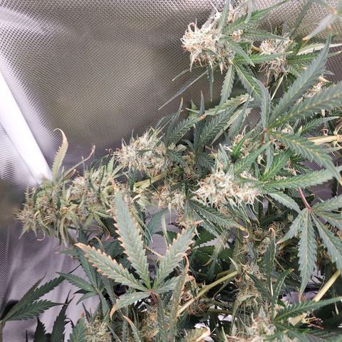 Auto Great White Shark growlog timeline photo