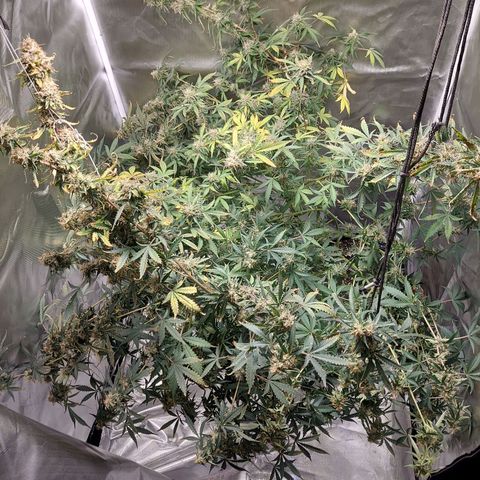 Auto Great White Shark growlog timeline photo