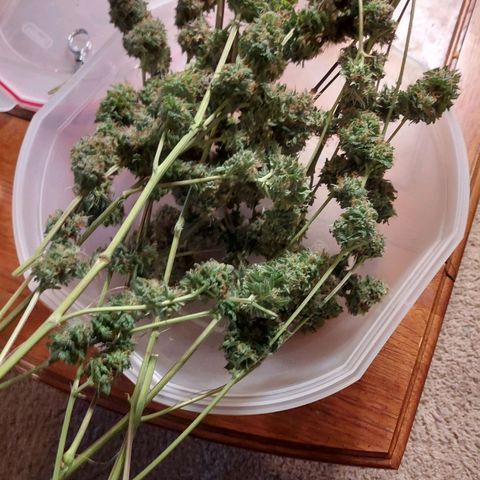 Auto Great White Shark growlog photo: 240.3 grams wet 