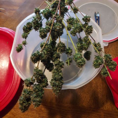 Auto Great White Shark growlog photo: 128.6 grams