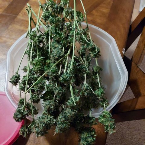 Auto Great White Shark growlog photo: 187.4 grams