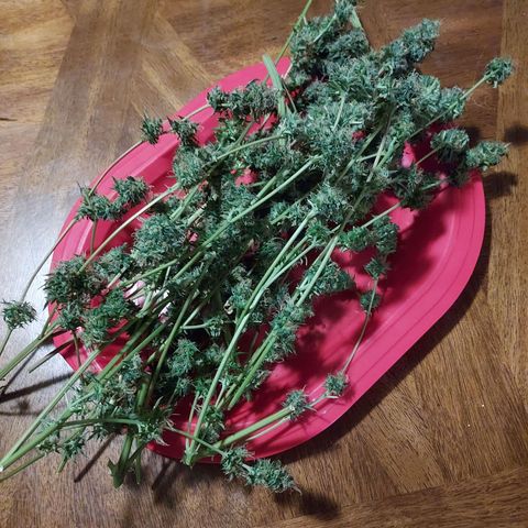 Auto Great White Shark growlog photo: 179.6 grams