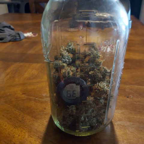 Auto Great White Shark growlog photo: 28.4 grams dry