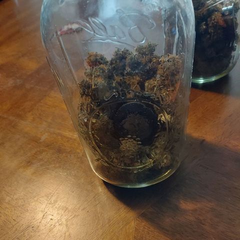 Auto Great White Shark growlog photo: 30.9 grams dry
