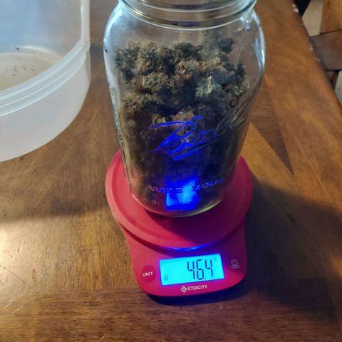 Auto Great White Shark growlog timeline photo