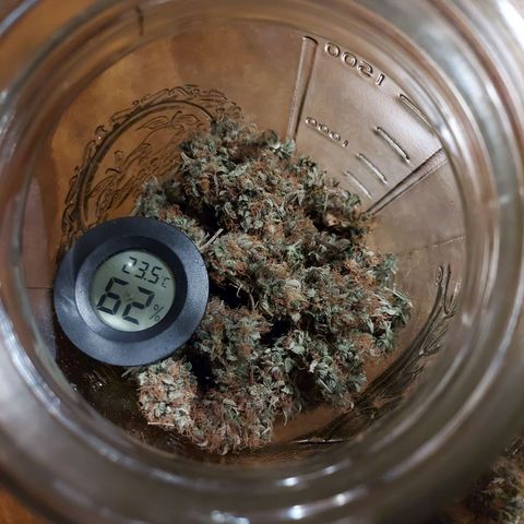 Auto Great White Shark growlog photo: Burped for 30 Minutes, will burp daily for first week of cure.