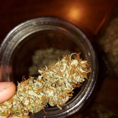 Auto Great White Shark growlog timeline photo
