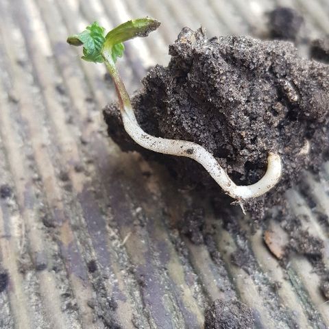 Goose growlog photo: Transfer