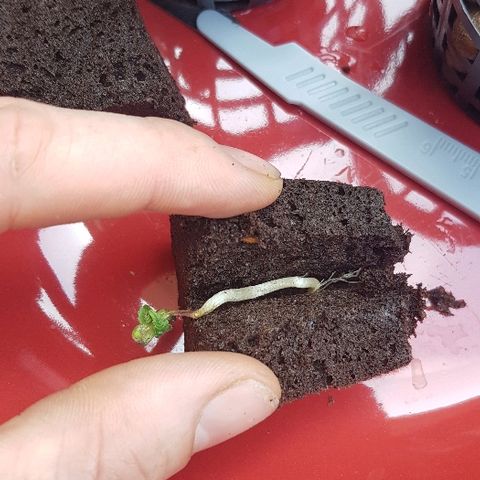 Goose growlog timeline photo