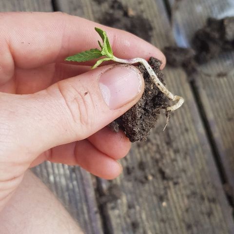 Mavric growlog timeline photo